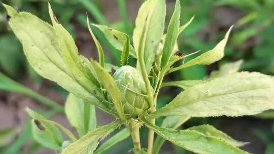 药草植物