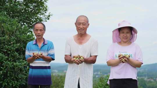 油茶果丰收 709