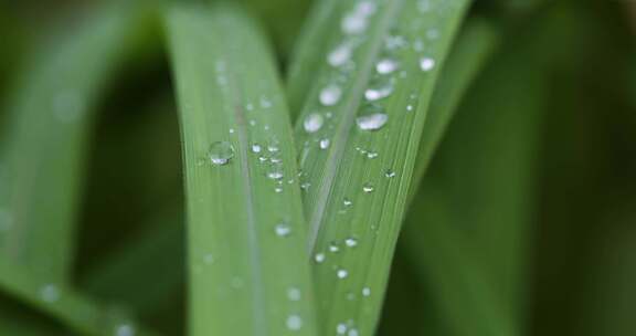 叶子上的露珠水珠雨珠特写