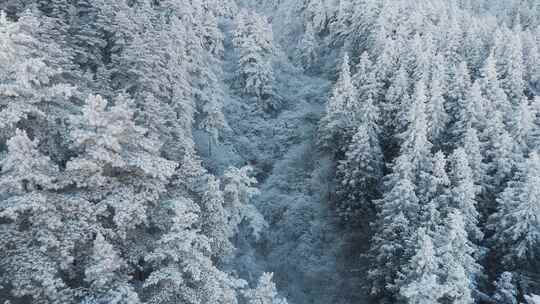 杭州临安太子尖华浪线森林雪景航拍