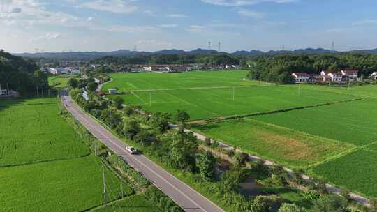 4K 农业农村稻田水稻