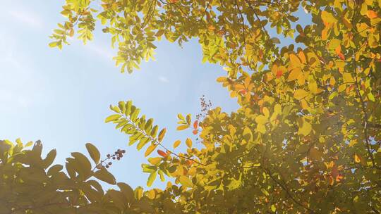 秋天落叶--唯美立秋秋分秋叶阳光逆光合集视频素材模板下载