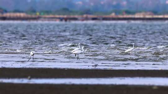 沙滩上的鹬鸻合集、湿地水鸟觅食画面