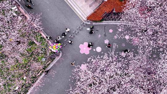 上海樱花航拍