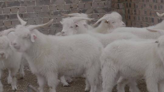 绒山羊养殖基地一群羊的中景别