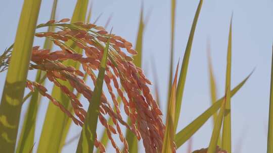 逆光唯美成熟水稻稻穗特写视频素材模板下载