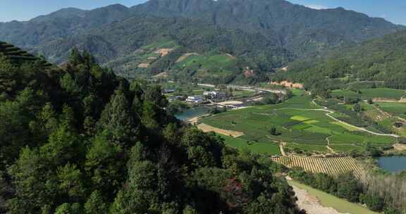 茶叶茶园武夷山茶庄大自然茶园