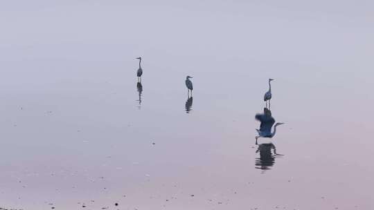 大雁群飞 鄱阳湖候鸟