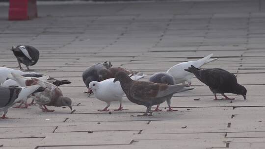 广场上啄食的鸽子2视频素材模板下载