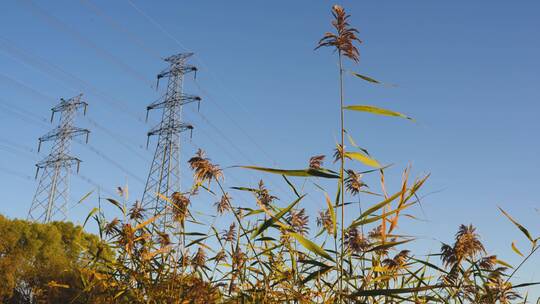 秋季芦苇随风摆动铁塔视频素材模板下载