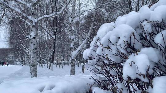 白桦落雪