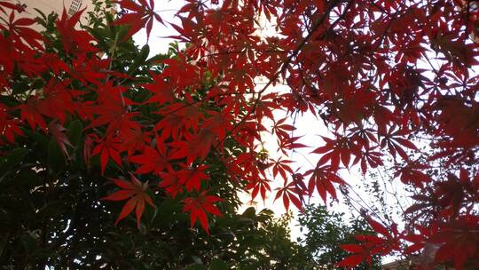 秋天里的红色枫叶唯美秋景