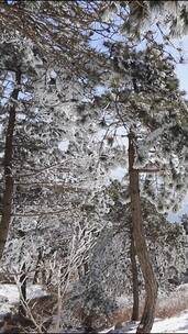 银装素裹，雪松玉树