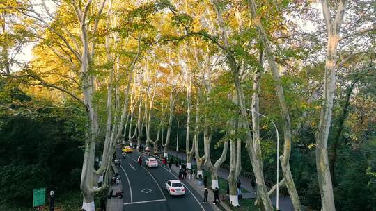 南京秋天 梧桐大道 陵园路