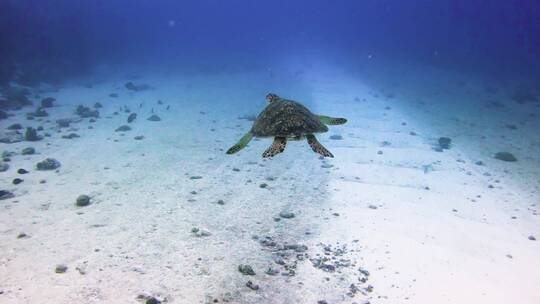 水下 动物 海龟