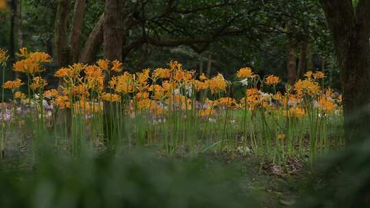 C8314杭州植物园黄色彼岸花/石蒜