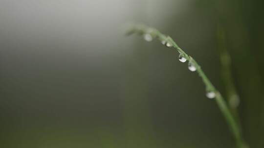 新西兰清晨的农场 露水枝头