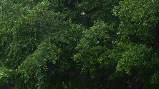 下雨雨季雨水暴雨雨景