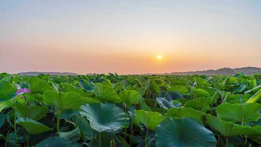 辽宁铁岭新区莲花湖湿地日出