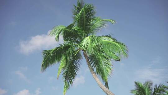 蓝天下非常丰富的大棕榈树特写。