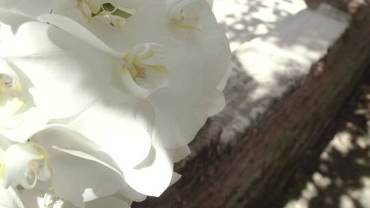 阳光明媚的日子里_白色的兰花细致入微_