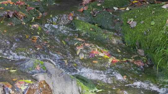 晚秋：山涧落叶青苔溪流升格特写