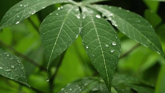 森林树叶雨水