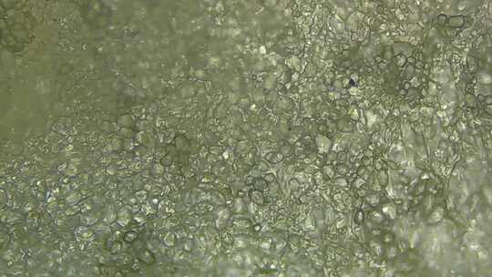 4k 发芽土豆显微镜Potato Microscope