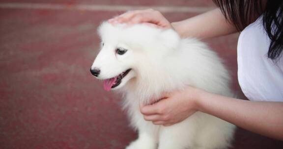 美女和宠物狗萨摩耶犬