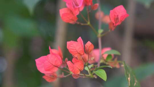 光叶子花 花 三角梅 簕杜鹃