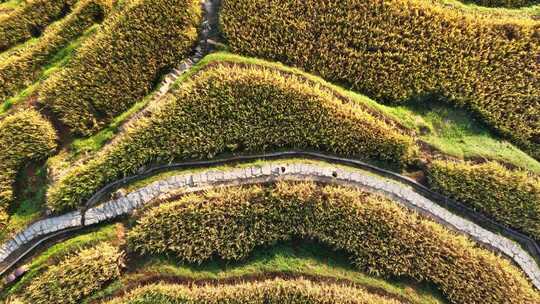 航拍浙江丽水云和梯田 秋天丰收的金色稻田