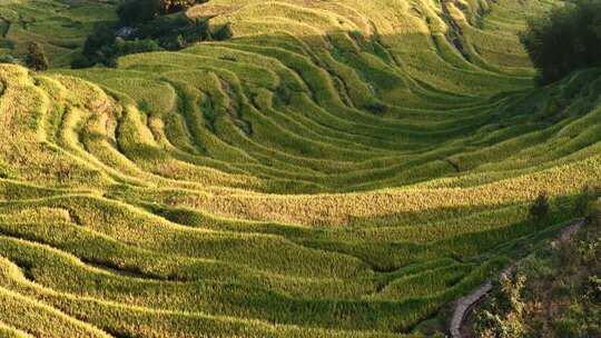 航拍浙江丽水云和梯田 秋天丰收的金色稻田