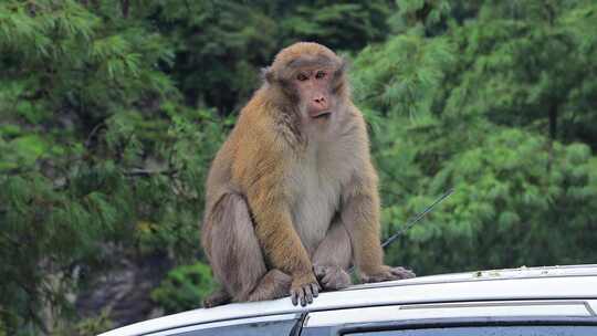 西藏 吉隆镇 车顶 猕猴 猴子视频素材模板下载