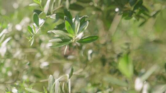 热带园林绿植 绿化 园林 小区绿化