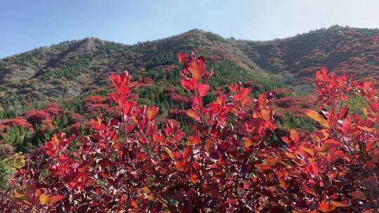 济南捎近村，秋天满山红叶成近郊游视频素材模板下载