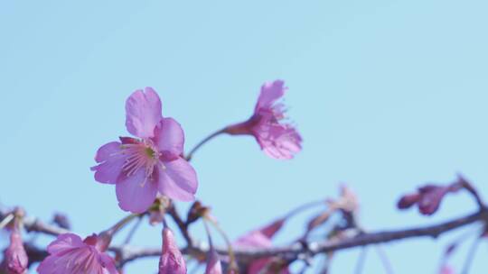 樱花蜜蜂采花和茶园风光