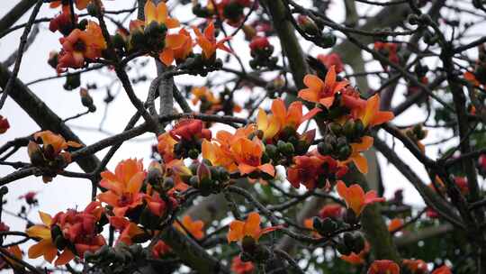 木棉花盛开特写