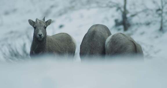 山羊在雪地里吃草