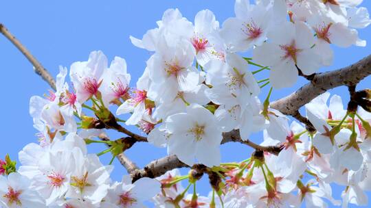 春天的樱花花朵特写视频素材模板下载