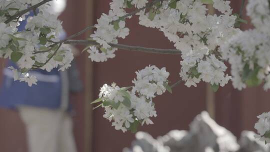 紫禁城宫墙花开