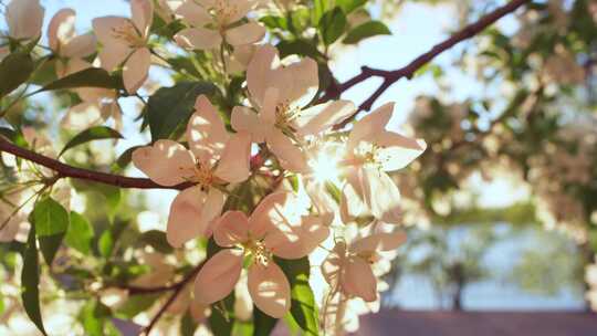 苹果，花，花，树