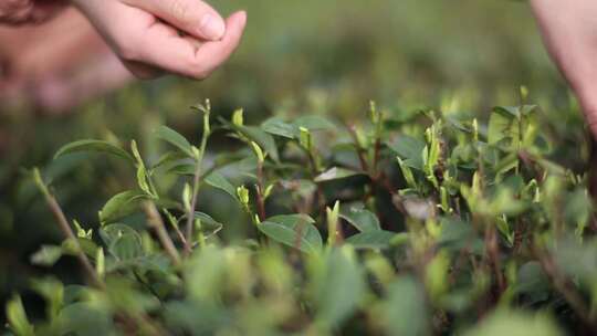 采摘茶叶嫩芽茶山采茶叶