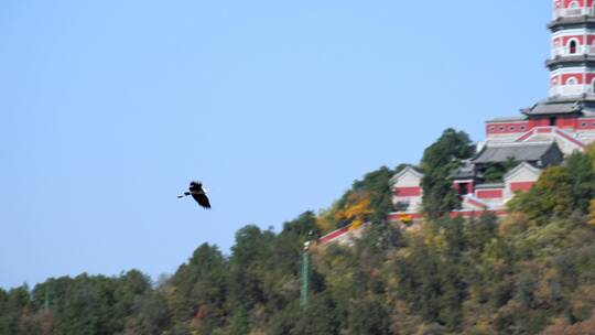 4K升格实拍秋天盘旋翱翔的白鹭和玉泉山的塔
