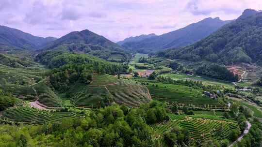 武夷山茶山梯田茶园