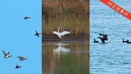 湿地鸟类 白鹭 鸿雁 水鸟大雁 野鸭 候鸟高清在线视频素材下载