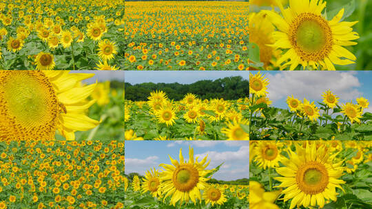 向日葵花海唯美实拍高清在线视频素材下载
