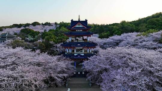 江苏 无锡 太湖 鼋头渚樱花 春天 旅游