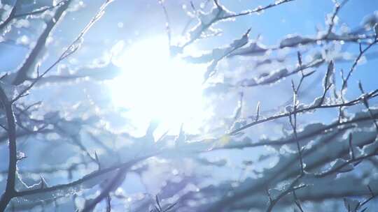 雪花飘落在冬天的枯枝视频素材模板下载