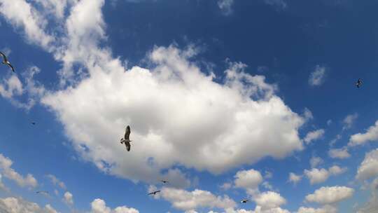 实拍蓝天白云下海鸥飞翔视频素材