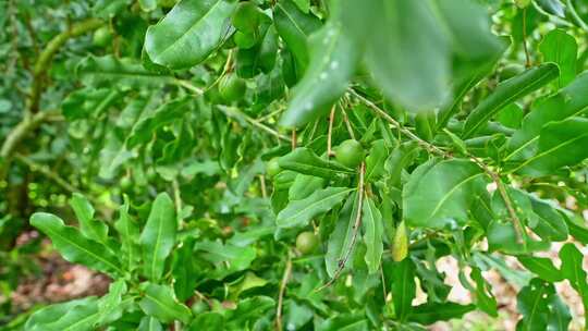 澳洲坚果 夏威夷果